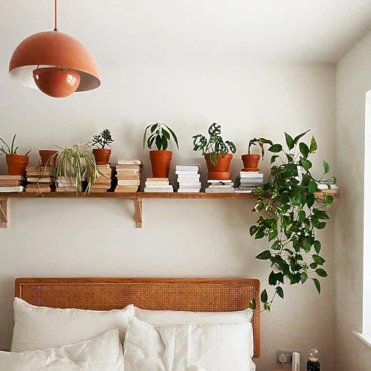 A series of plants on a high bedroom shelf above a bed, including a devil's ivy, a monstera adansonii and a spider plant