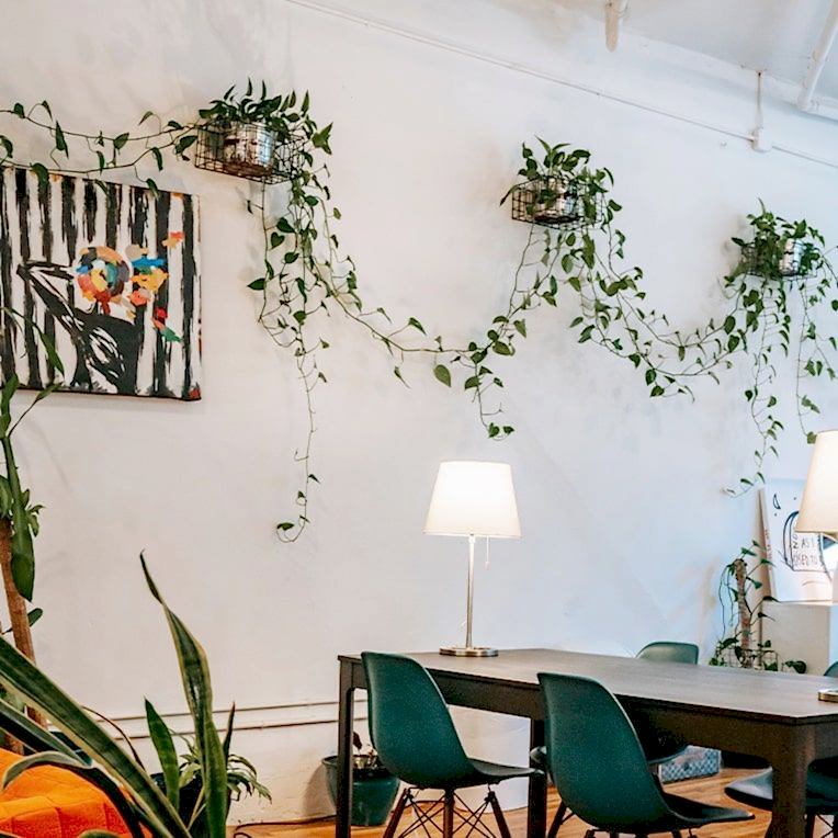 Three large ivys linked across wall mounts in a dining room